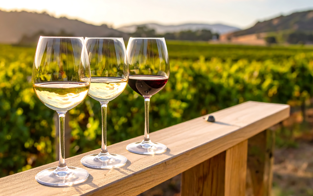 Degustazione vini Lago di Garda: guida all’enoturismo