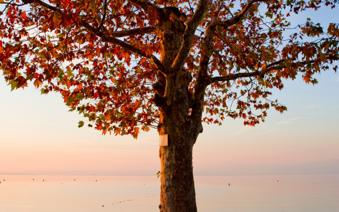Lago di Garda autunno: eventi e sapori